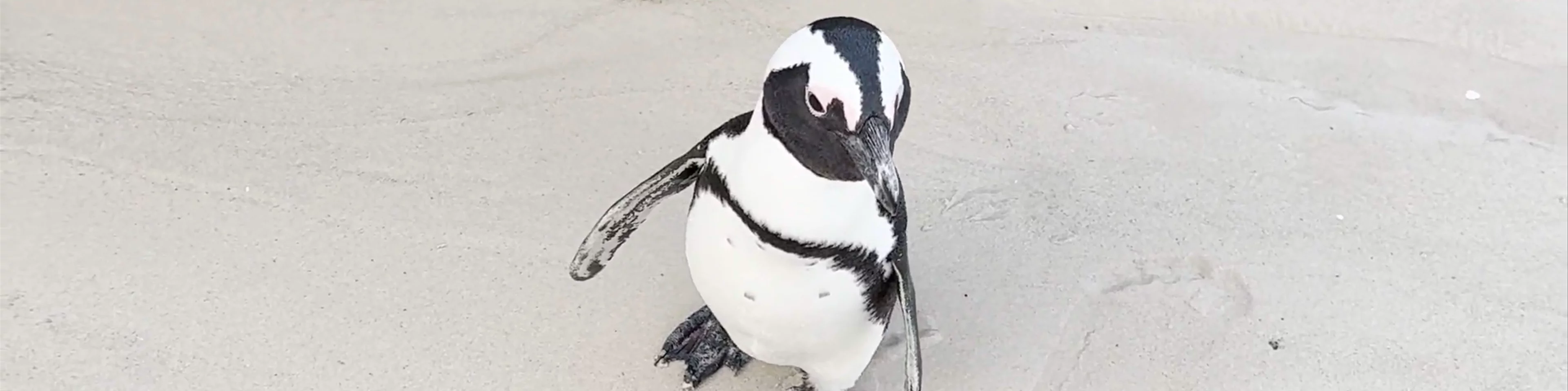 Boulders Beach
