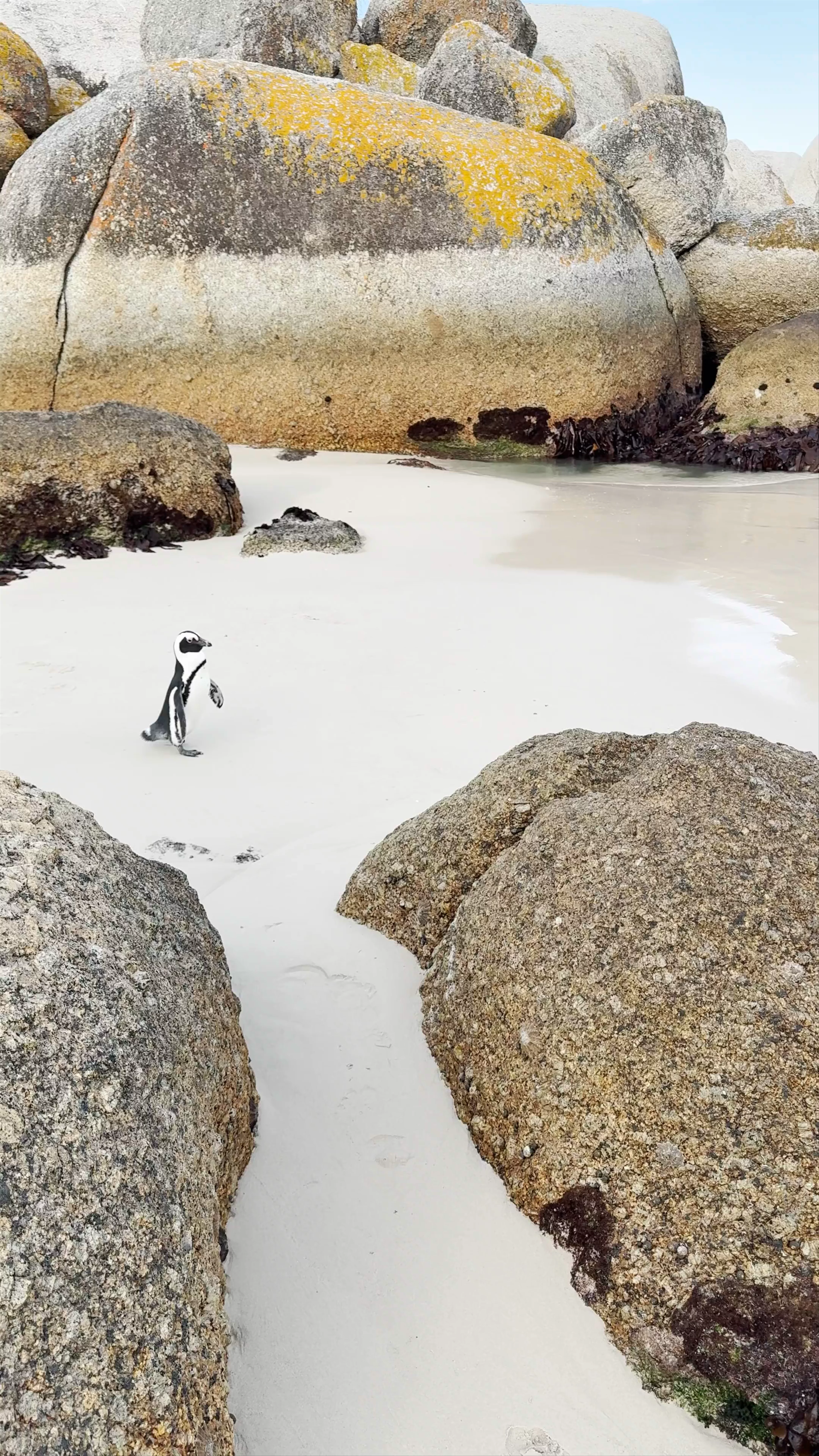 Boulders Beach, Simon's Town