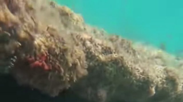 Eel attack
