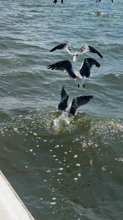 Shrimping Trip - Dolphins!!! - Fishing Near Me - Biloxi, Mississippi