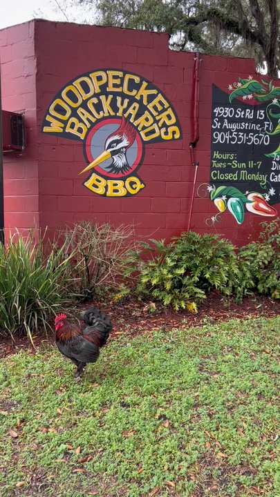 Woodpeckers Backyard BBQ - Rooster hangin out at Woodpeckers LOL - March 10, 2022 - Barbeque Near Me - Saint Augustine, Florida