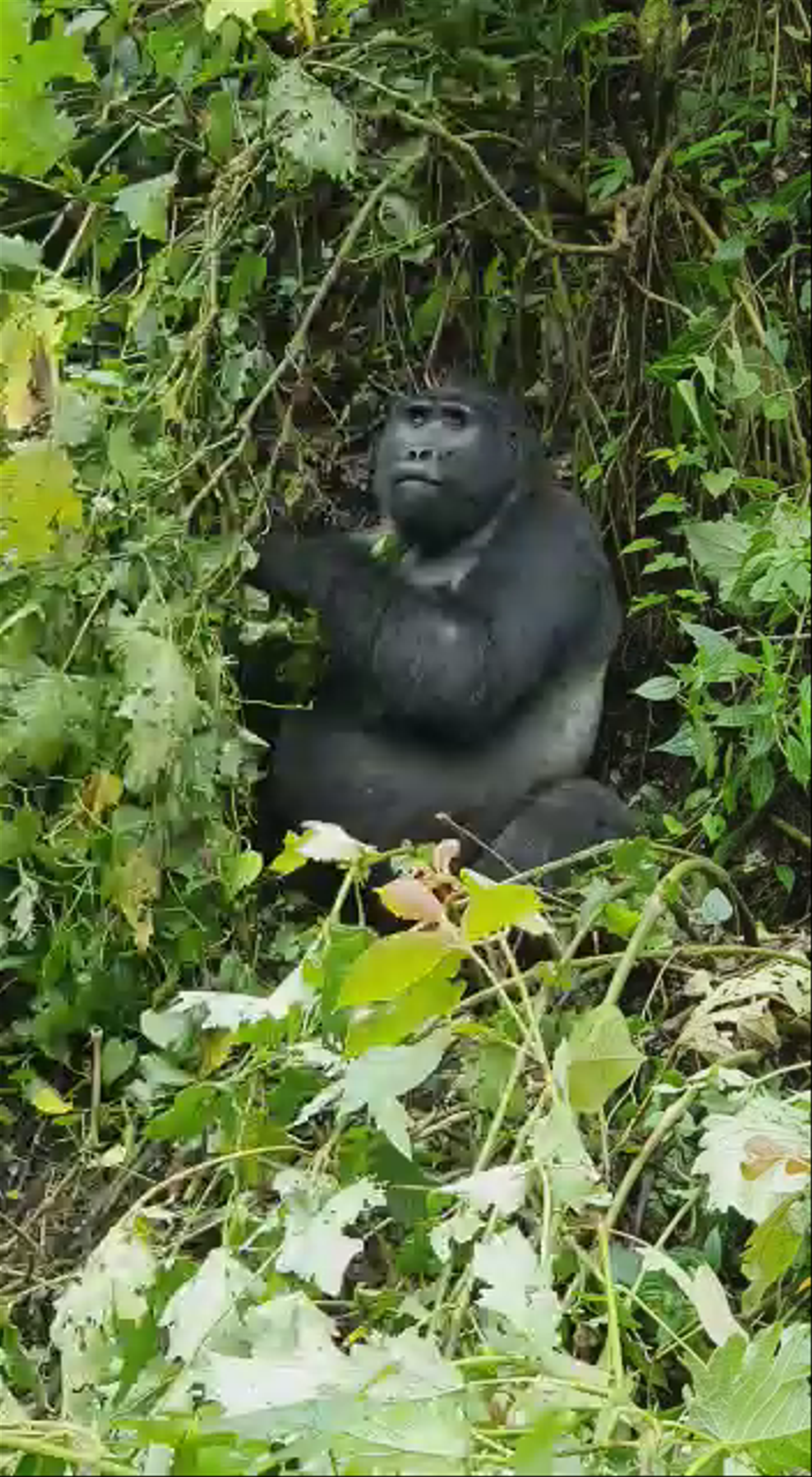 Bwindi Impenetrable Forest