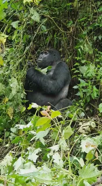 Bwindi Impenetrable Forest