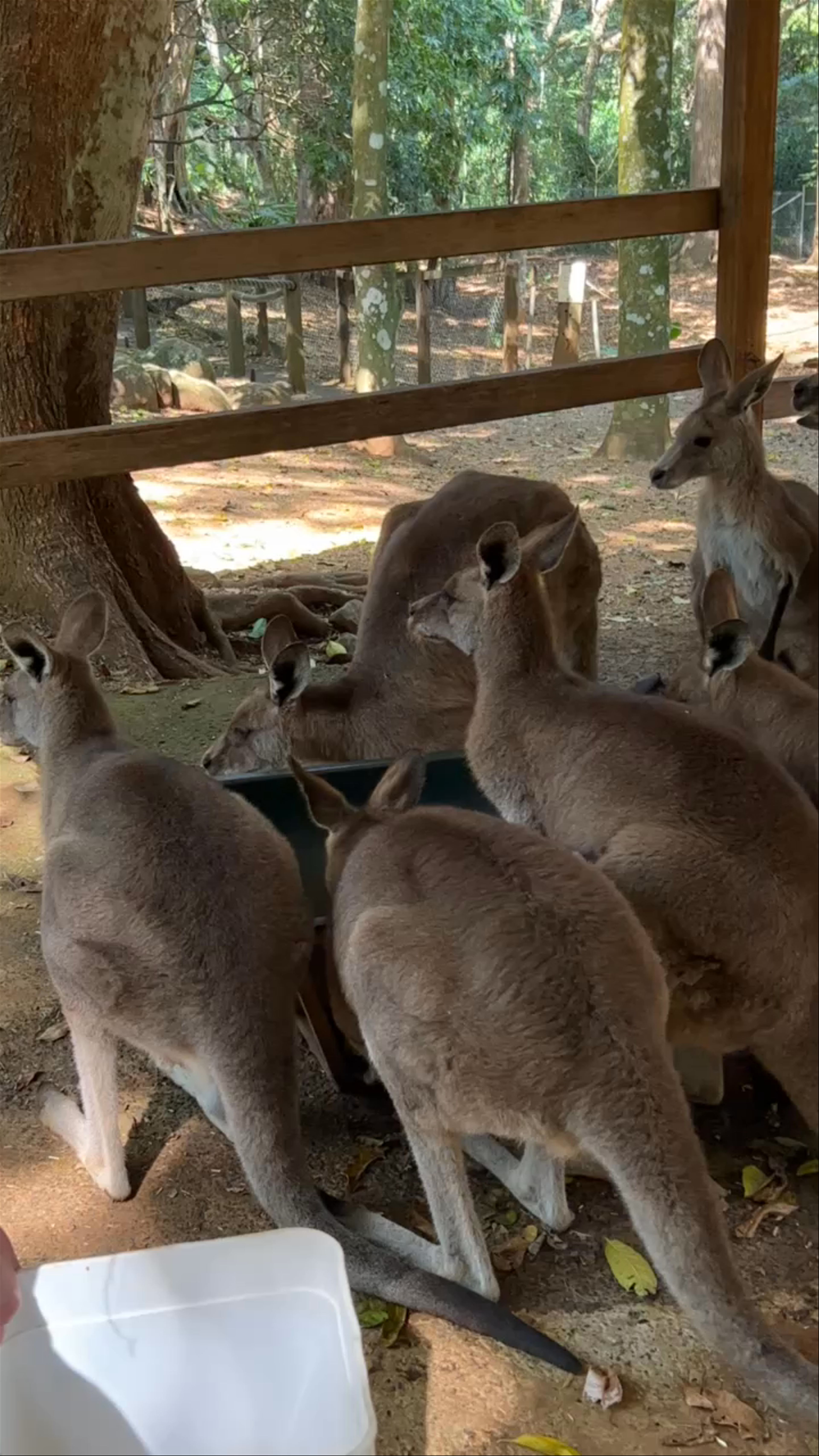 Byron Bay Wildlife Sanctuary