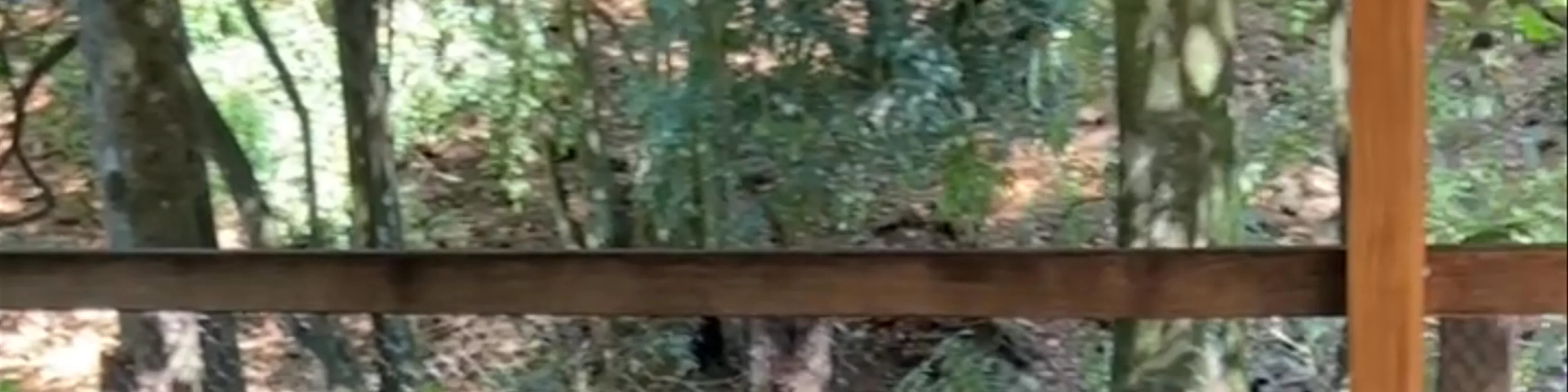 Byron Bay Wildlife Sanctuary
