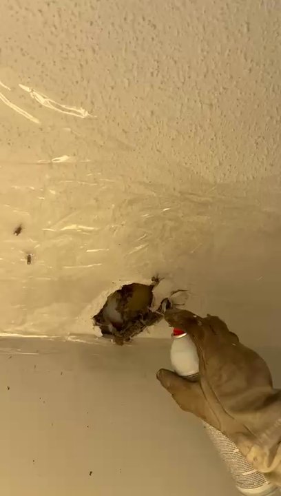 ASM Pest Control - Pest Control Near Me - Surrey, British Columbia