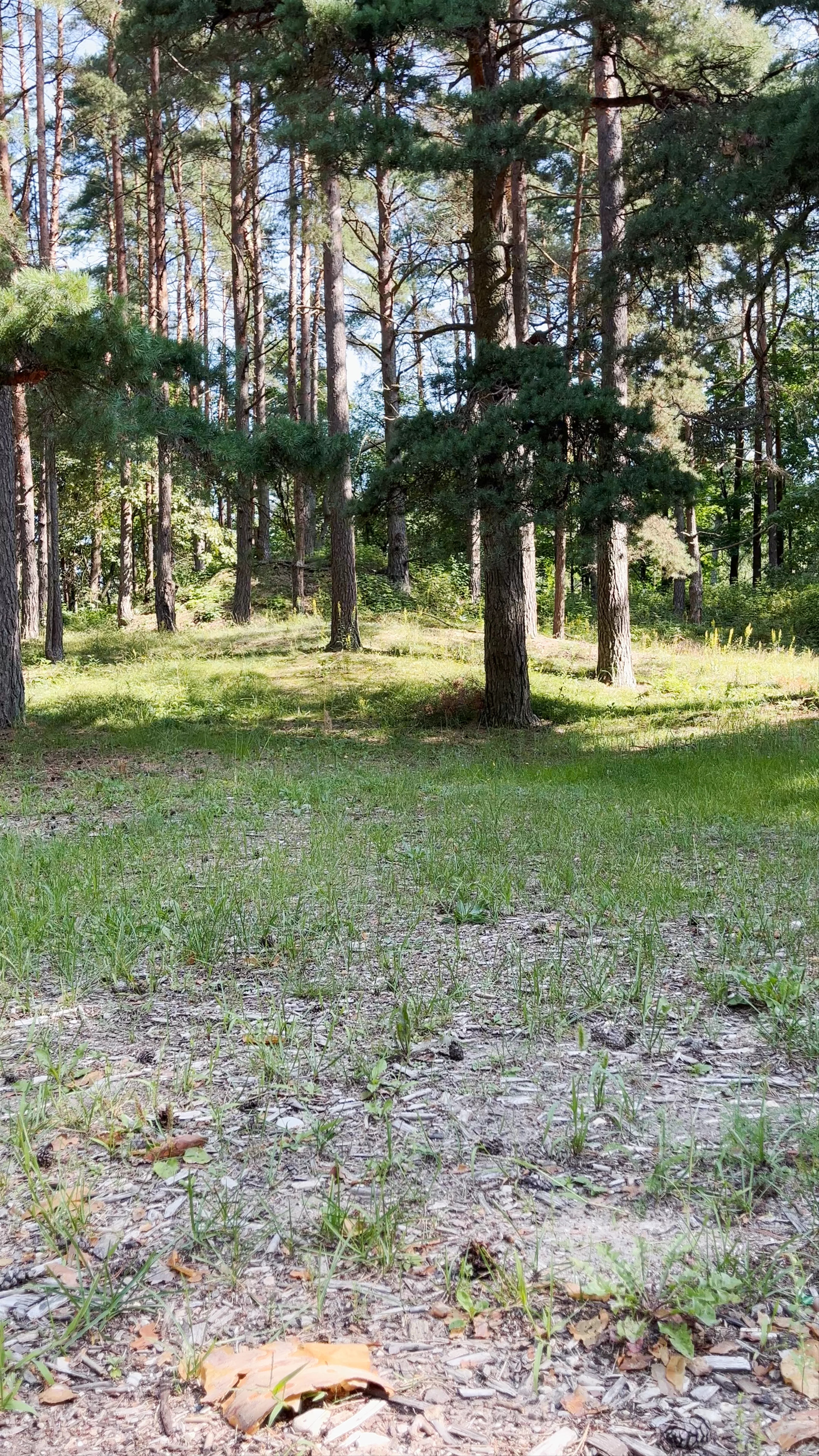 Юглас Forest, Vidzeme Suburb, Riga