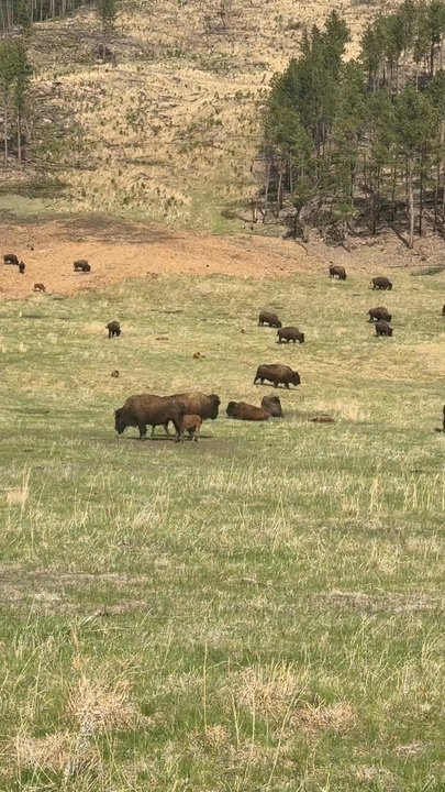 Custer State Park - Buffalo aplenty - Parks Near Me - Custer, South Dakota