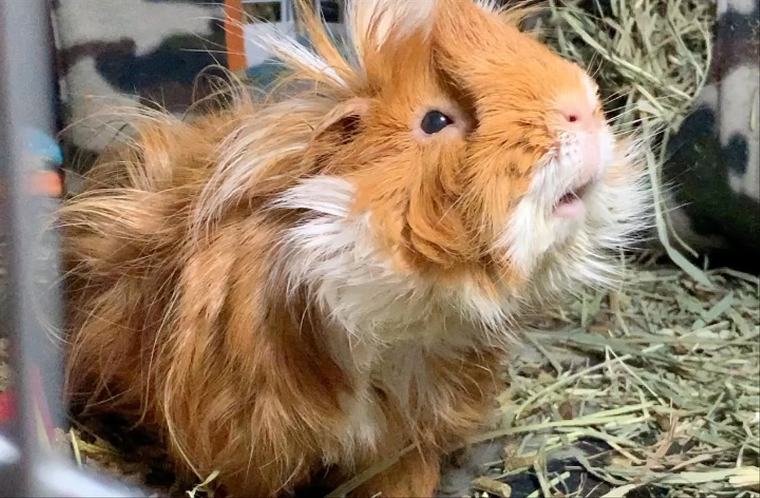 Middletown Animal Clinic - Twinky. - Veterinarians Near Me - Bronx, New York