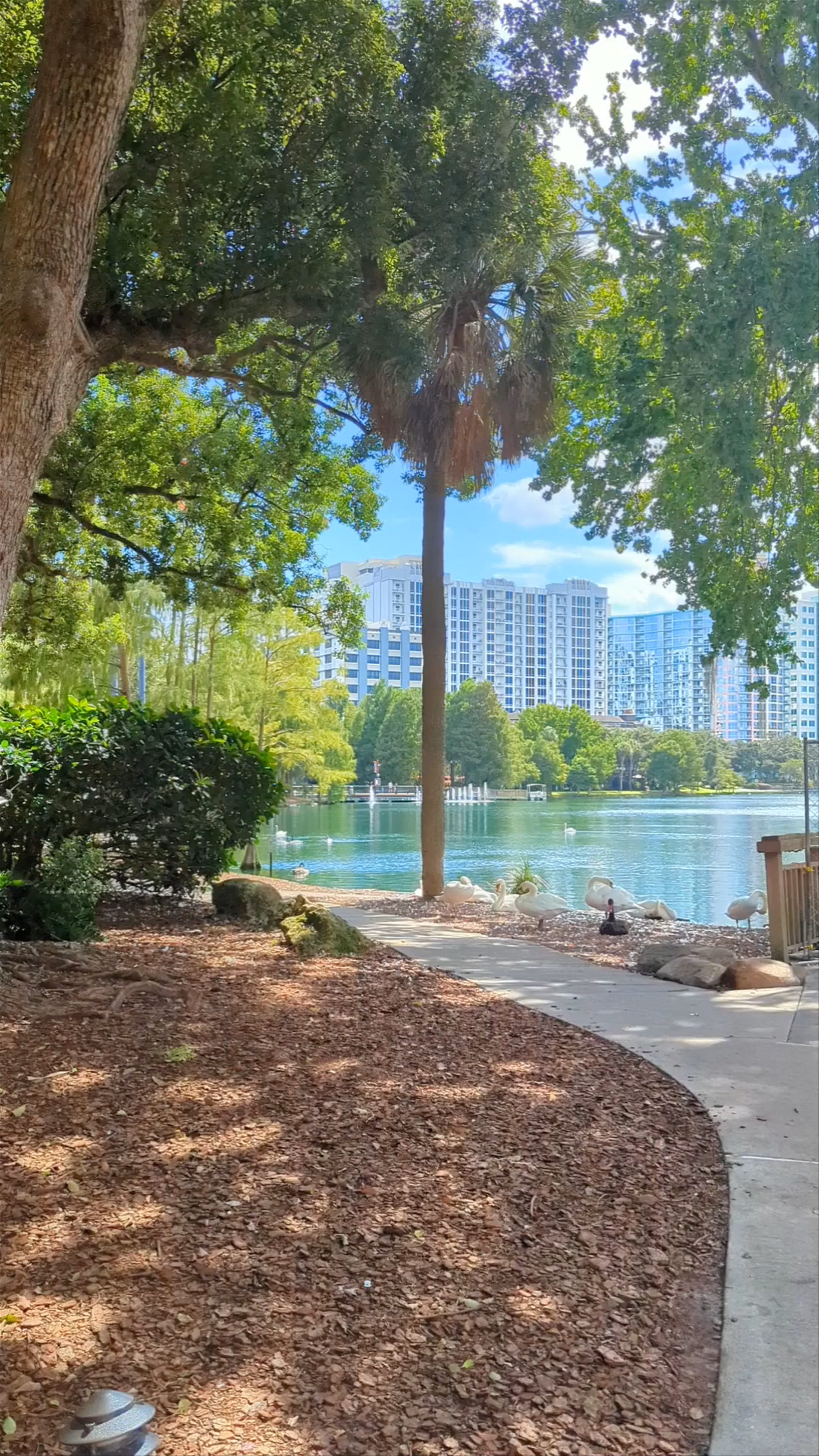 Serene Lake Eola Park: Urban Oasis in Orlando, Florida