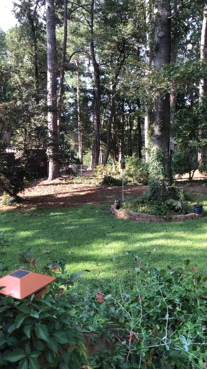 Arborall Tree Service - They cleared many trees and really opened up my backyard! - Tree Services Near Me - Flowery Branch, Georgia