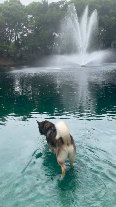 Perrine Wayside Park - Dog Parks Near Me - Miami, Florida