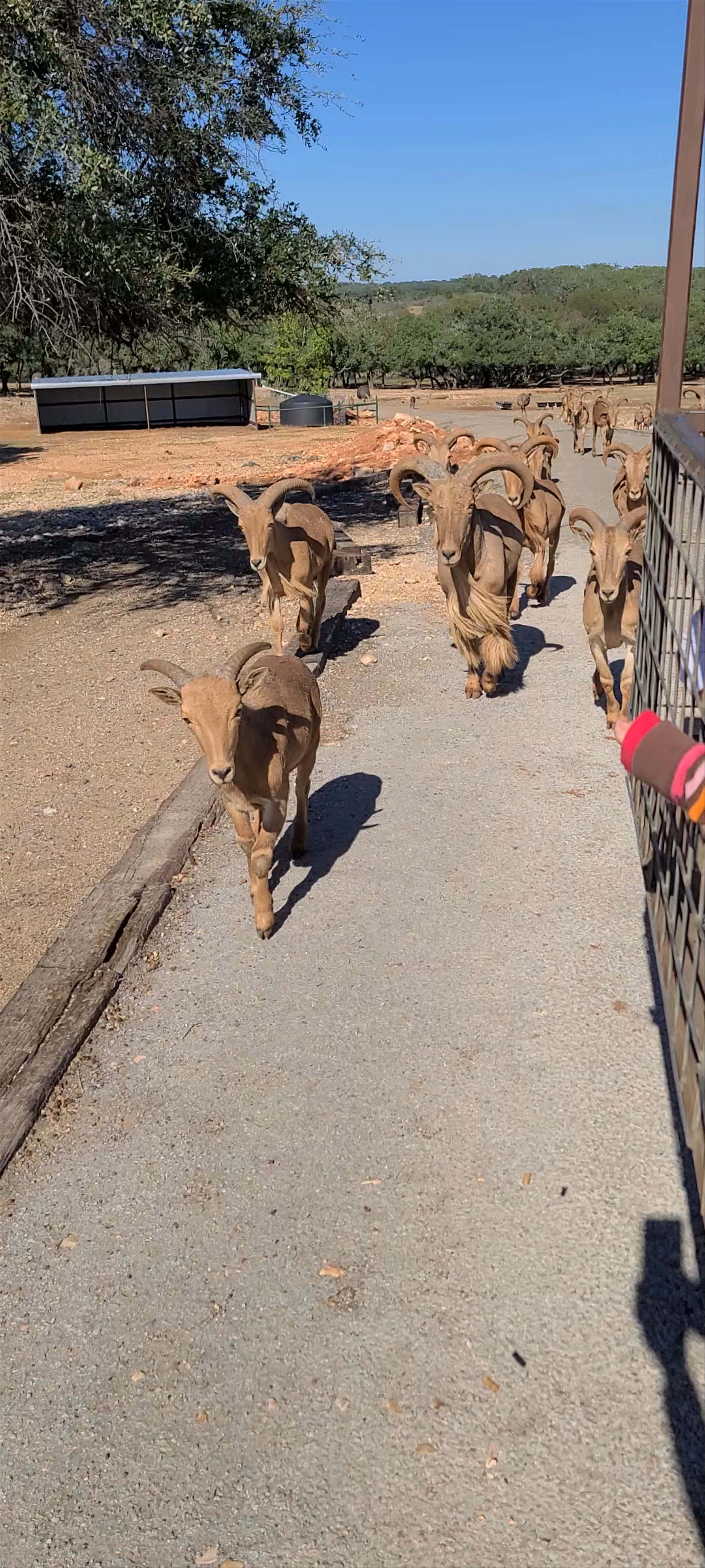 The Exotic Resort Zoo