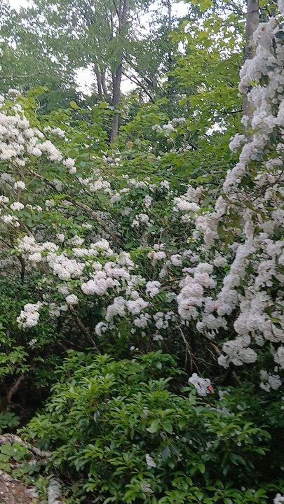 Erving State Forest - Laurel lake road to get in, bursting with blossoming mountain laurel in mid June! - Boating Near Me - Erving, Massachusetts