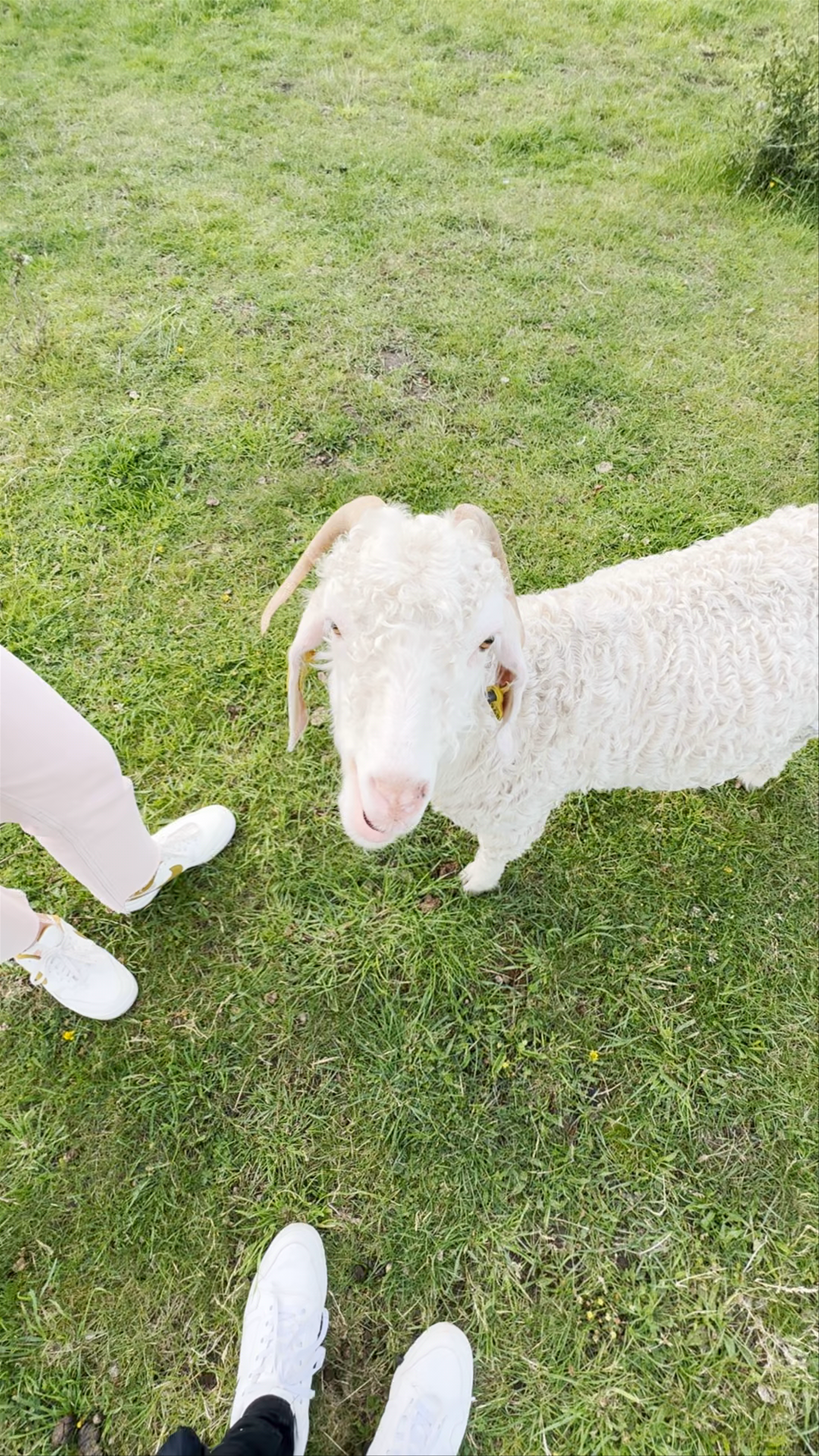 Sydhavnstippen Naturpleje