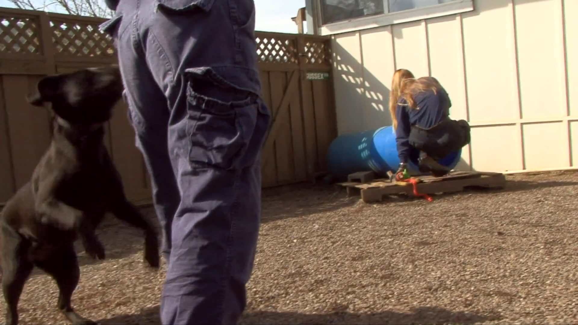 A trainer guides a black labrador through agility exercises and tunnel navigation in a secure outdoor training area. The session emphasizes focus and command execution.
