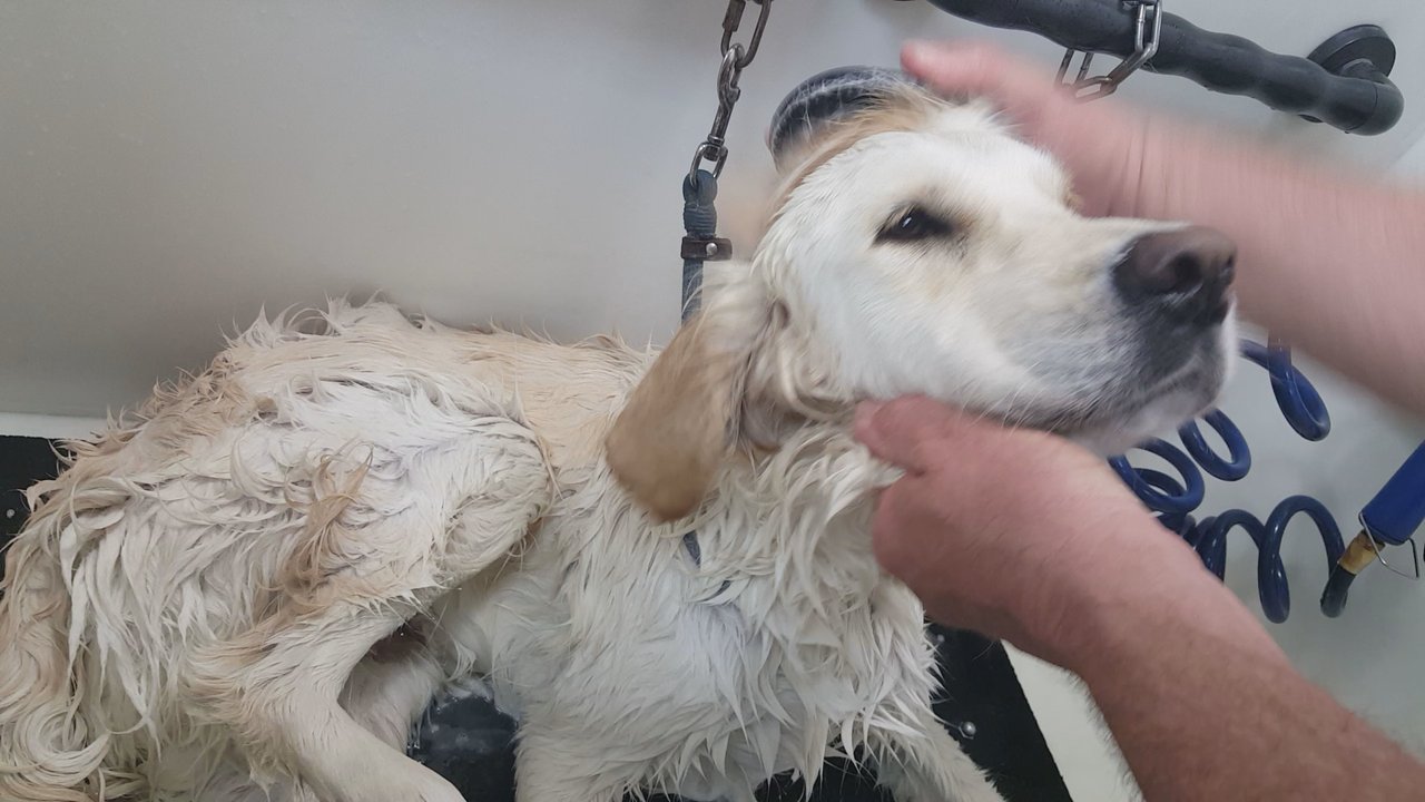 Self Serve Pet Spa - Pet Groomers Near Me - Bakersfield, California