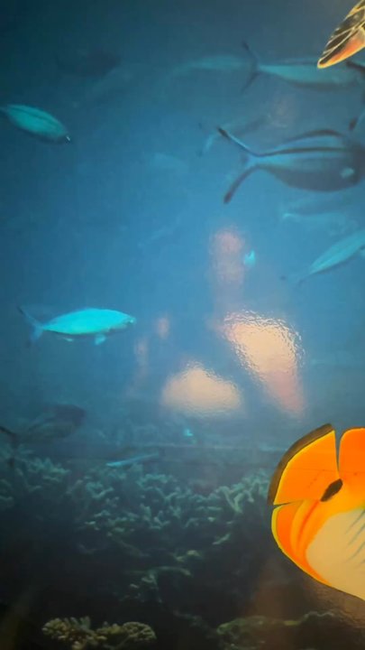 SHINE Beer Sanctuary - Under the sea - Pubs Near Me - Bozeman, Montana