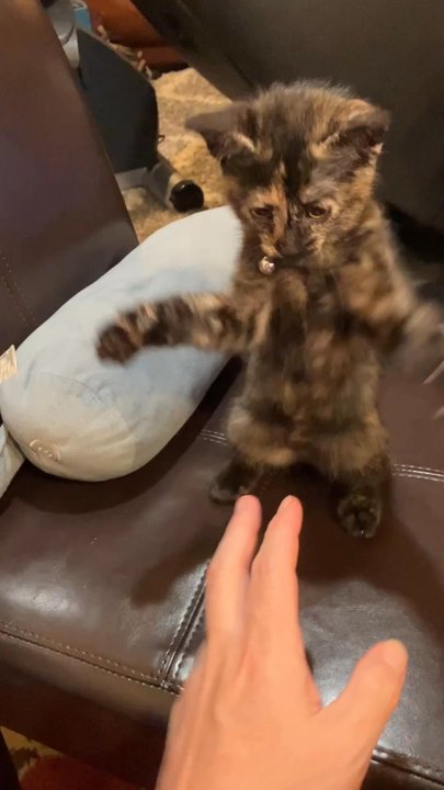 spcaLA - Boba practicing her martial arts - Community Service/Non-Profit Near Me - Los Angeles, California