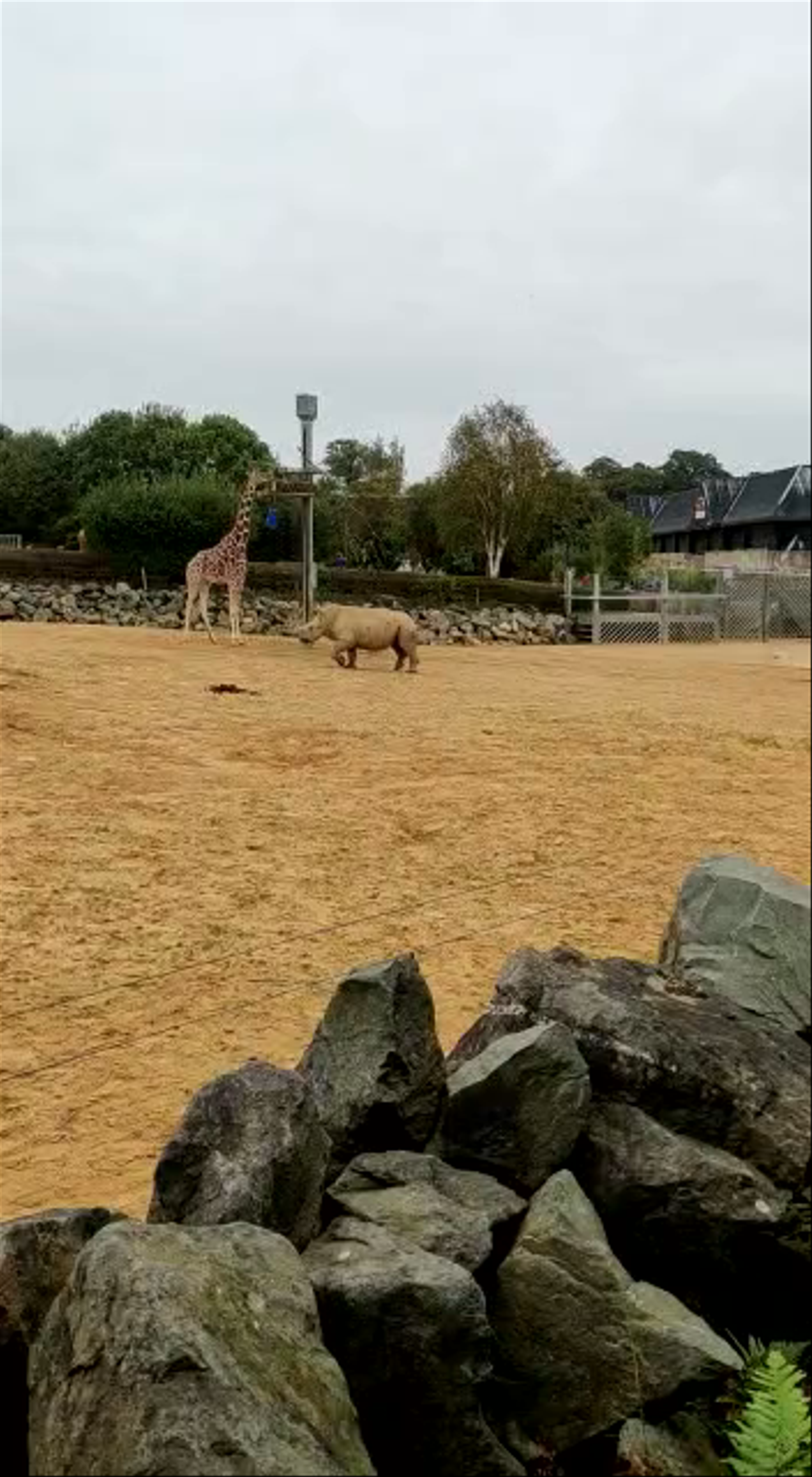 Wildlife Moments at Colchester Zoo: Giraffes, Rhinos, and Zebras