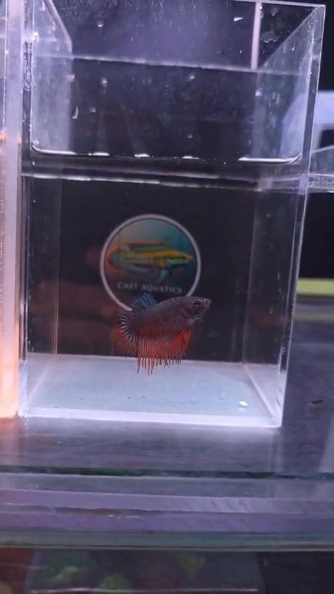 Crowntail Bettas