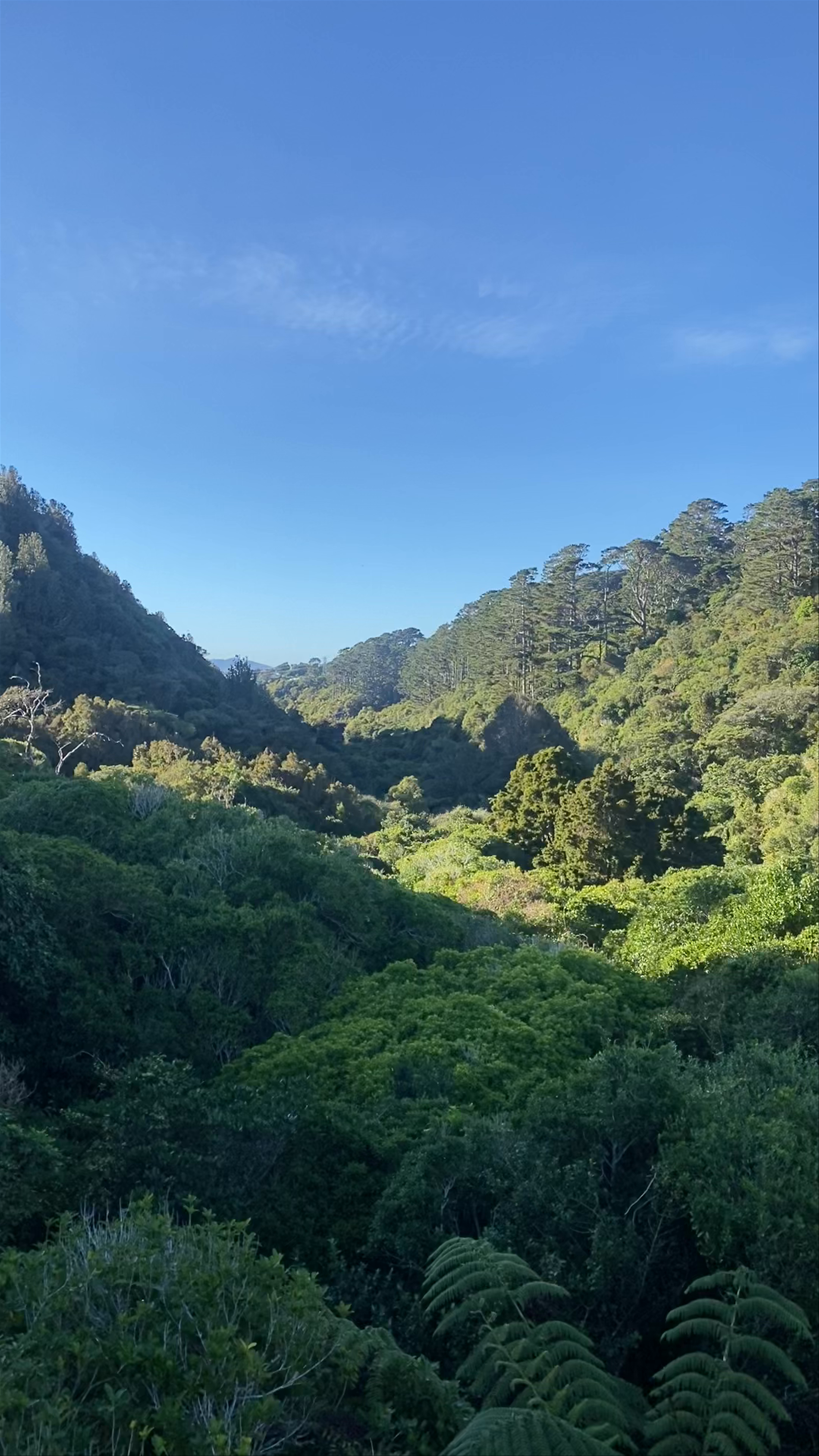 Upper Dam Walk at Karori Reservoir, Wellington – Tranquil Nature Escape
