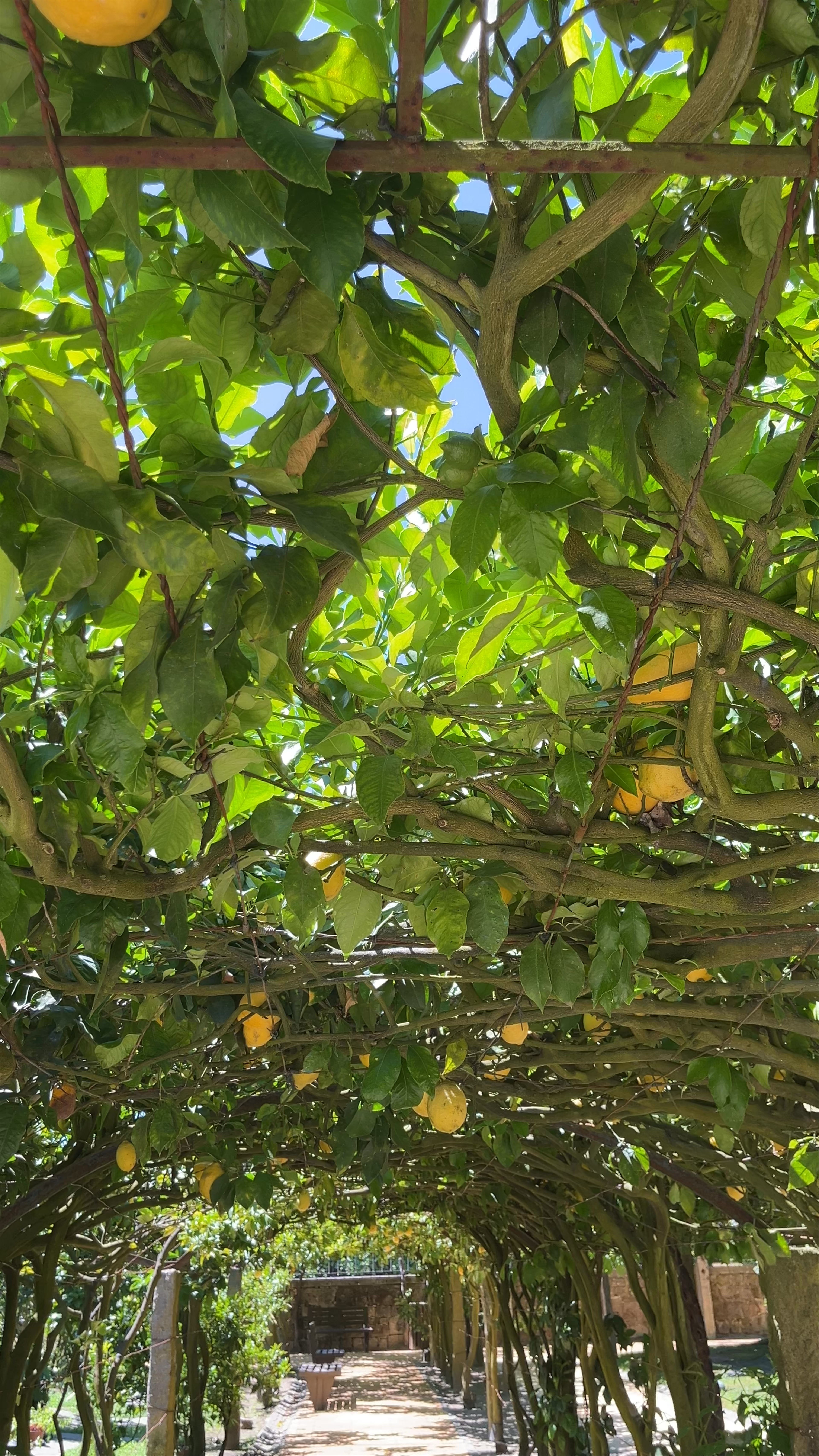 Lush Lemon Tree Tunnel at Jardim dos Labirintos, Ponte de Lima