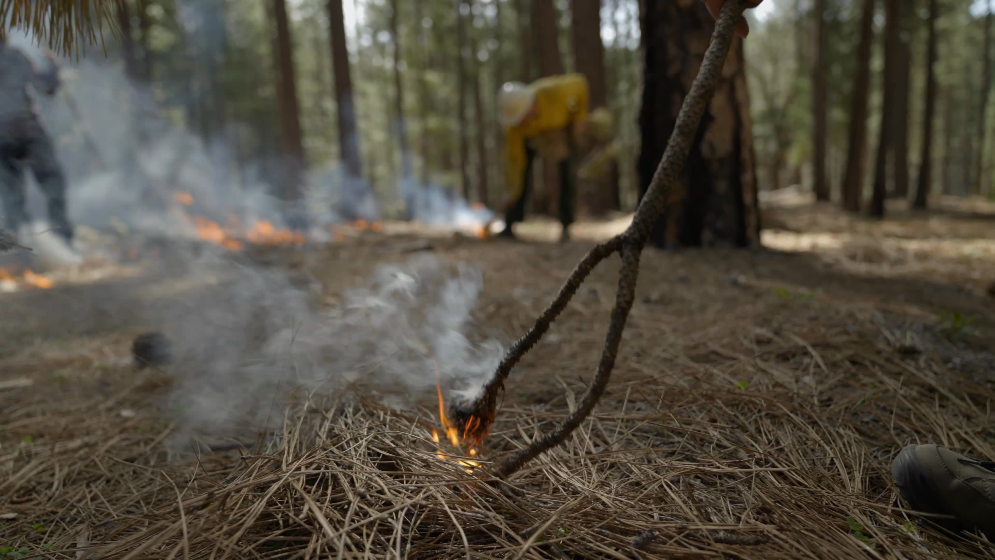 Firefighters and trainees manage a controlled burn, then practice lighting small fires among dry pine needles in a wooded setting. The group moves carefully through the forest as flames spread low across the ground and smoke drifts between the trees.