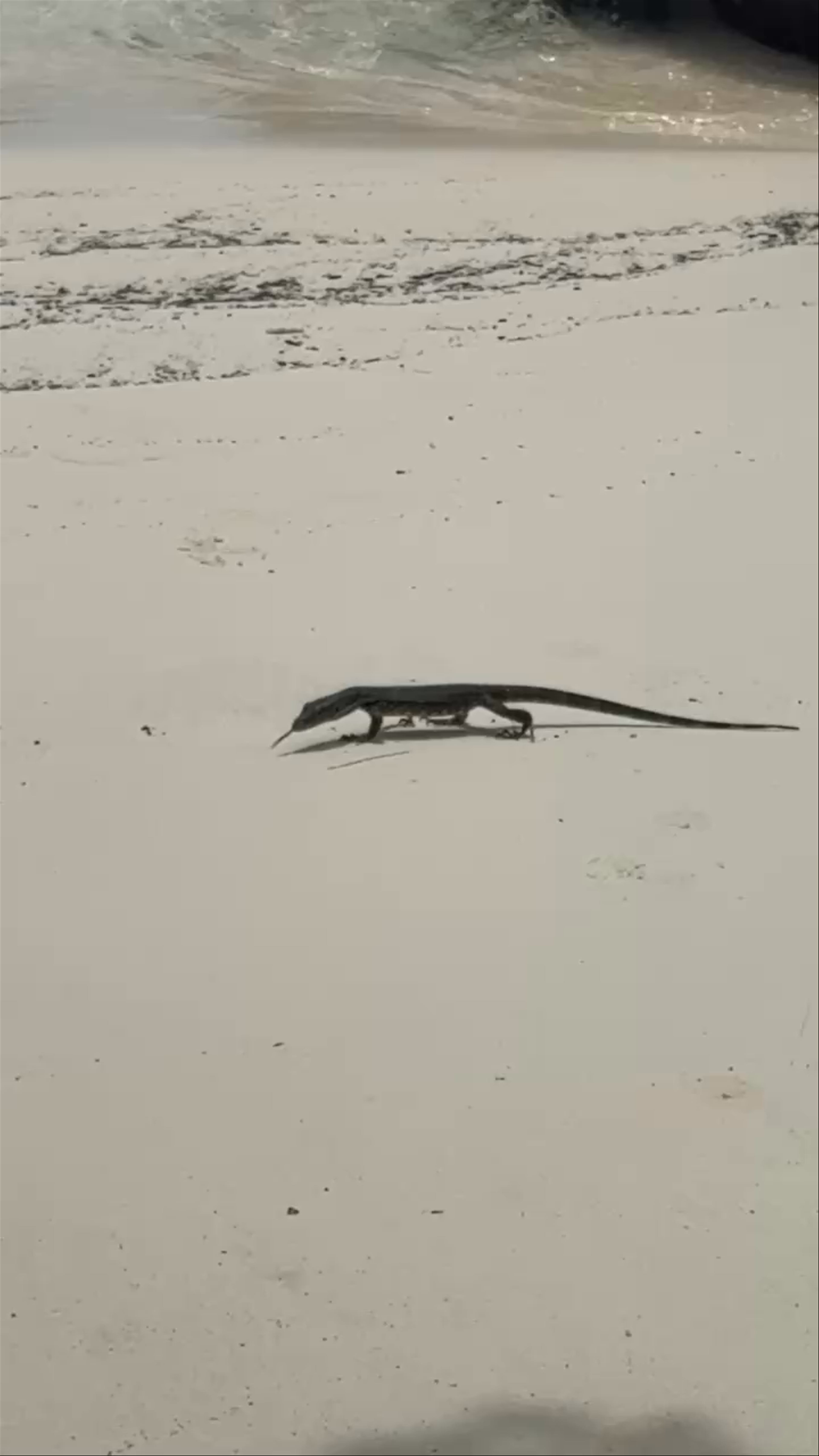 Monitor Lizard Adventure on Maricilla Beach, Ko Tarutao, Thailand