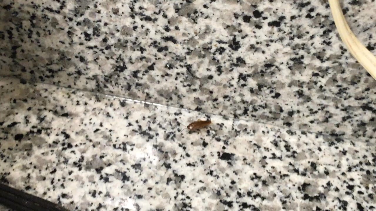 Quality Inn & Suites - More bugs - Hotels Near Me - Danville, Illinois