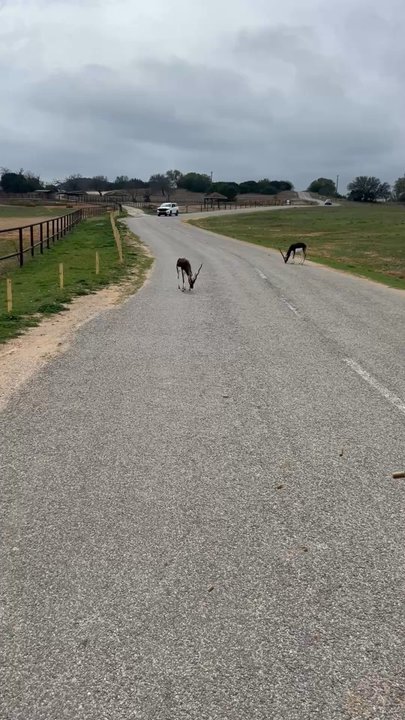Fossil Rim Wildlife Center - Zoos Near Me - Glen Rose, Texas