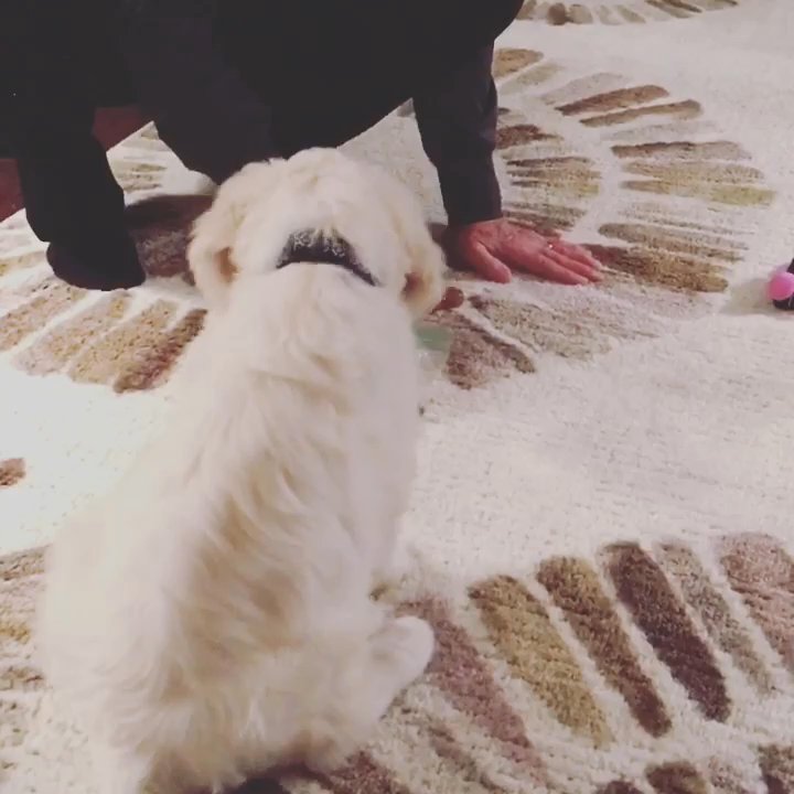 Mutt Management - Phoebe learning self-control - Pet Training Near Me