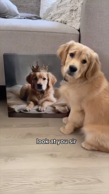 Pet Moment Royal Portrait 3 | UGC