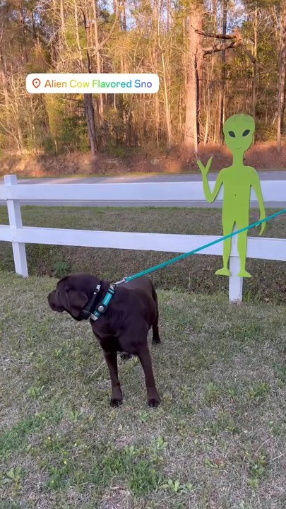Alien Cow Flavored Sno - Shaved Ice Near Me - Moncks Corner, South Carolina