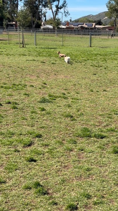 Poway Dog Park - My 7.4 pound Pom chasing a mini gray hound - Dog Parks Near Me - Poway, California