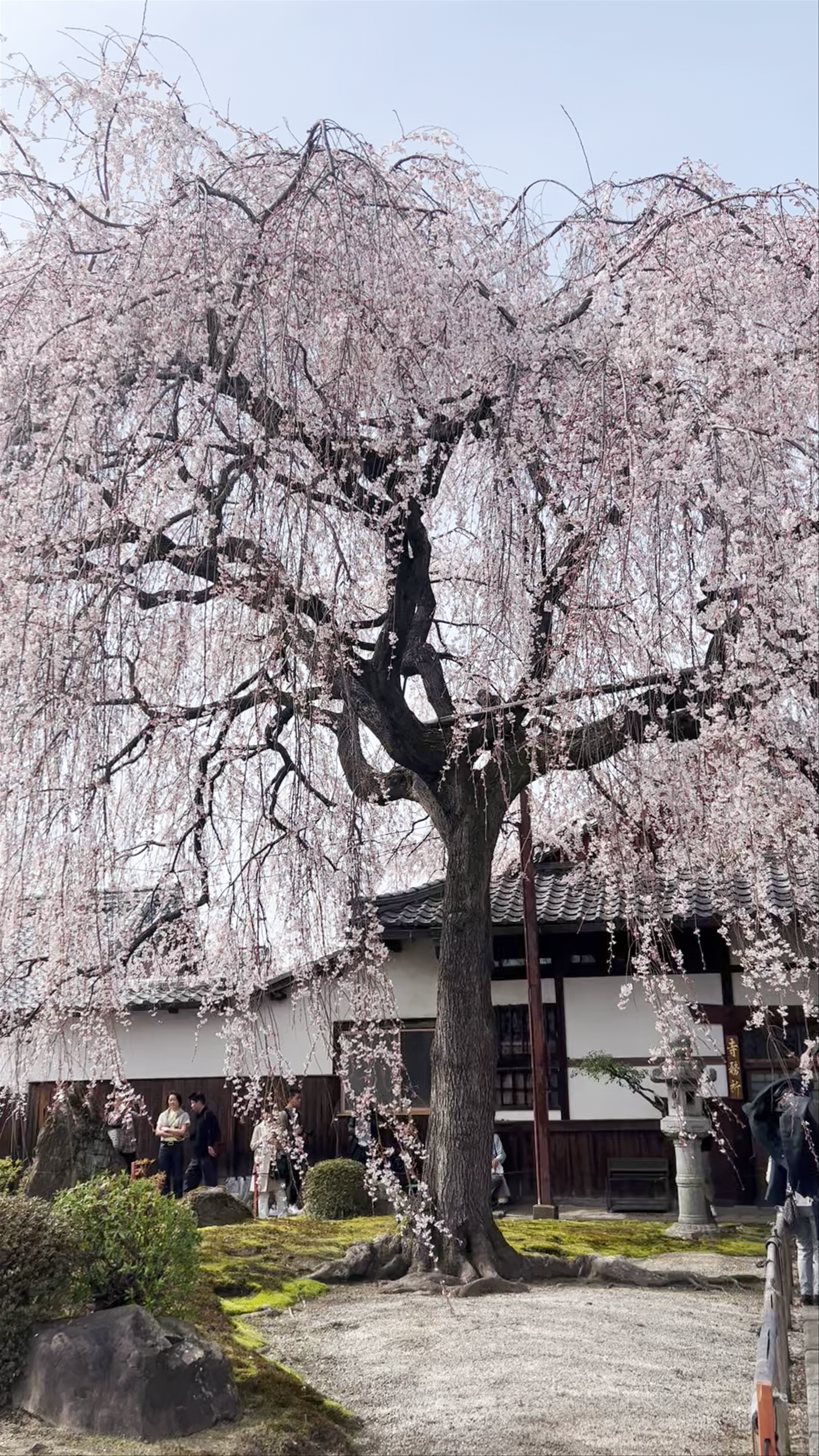 Enchanting Cherry Blossoms at Honmanji Temple, Kyoto