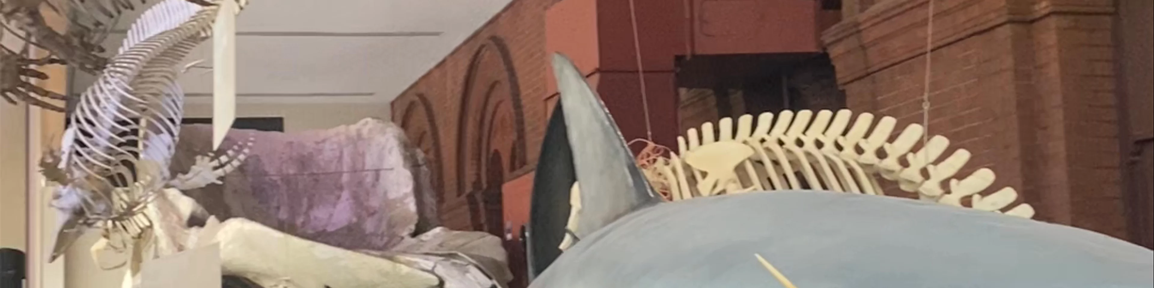 South Australian Museum