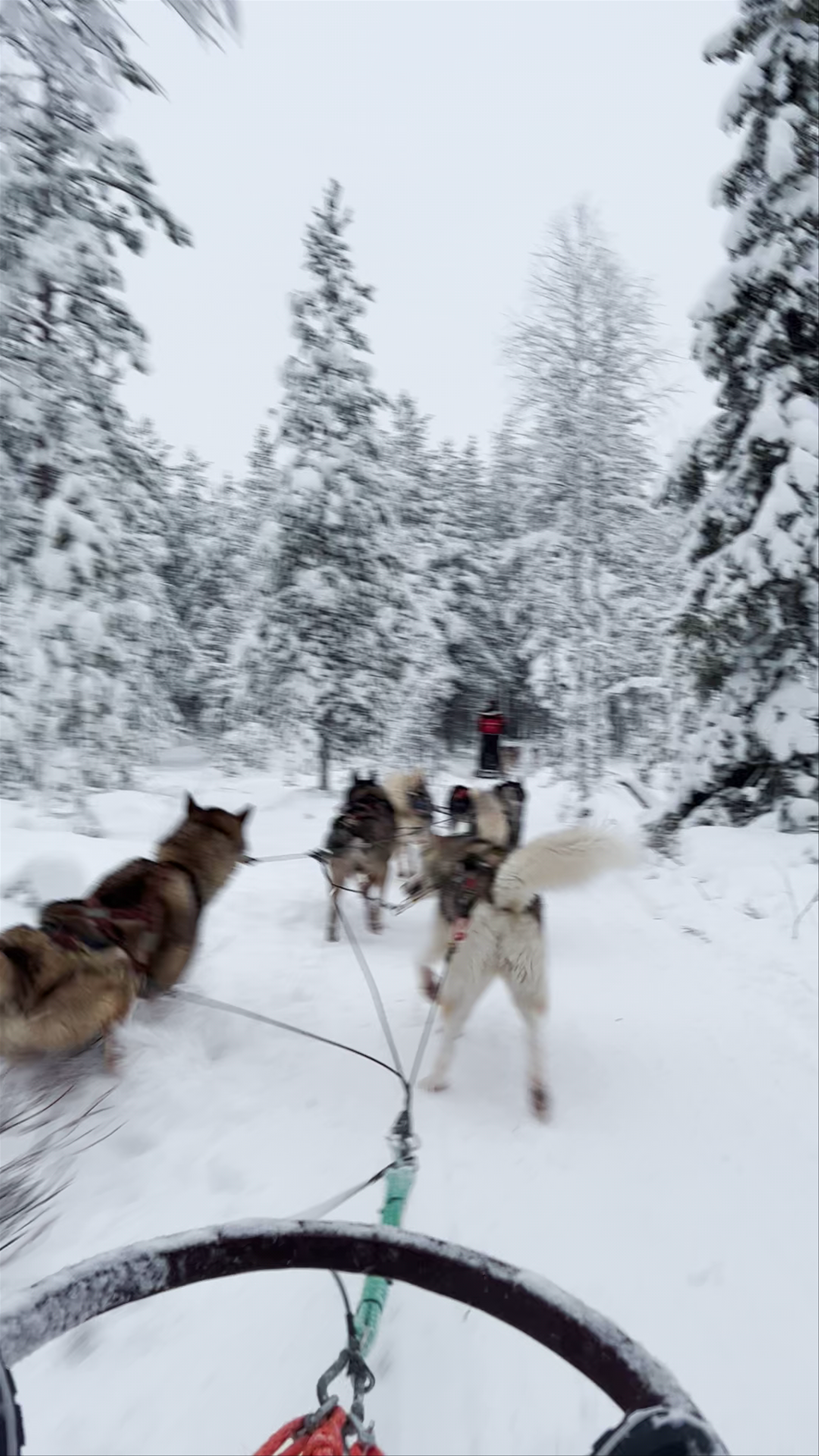 Arctic Circle Husky Park