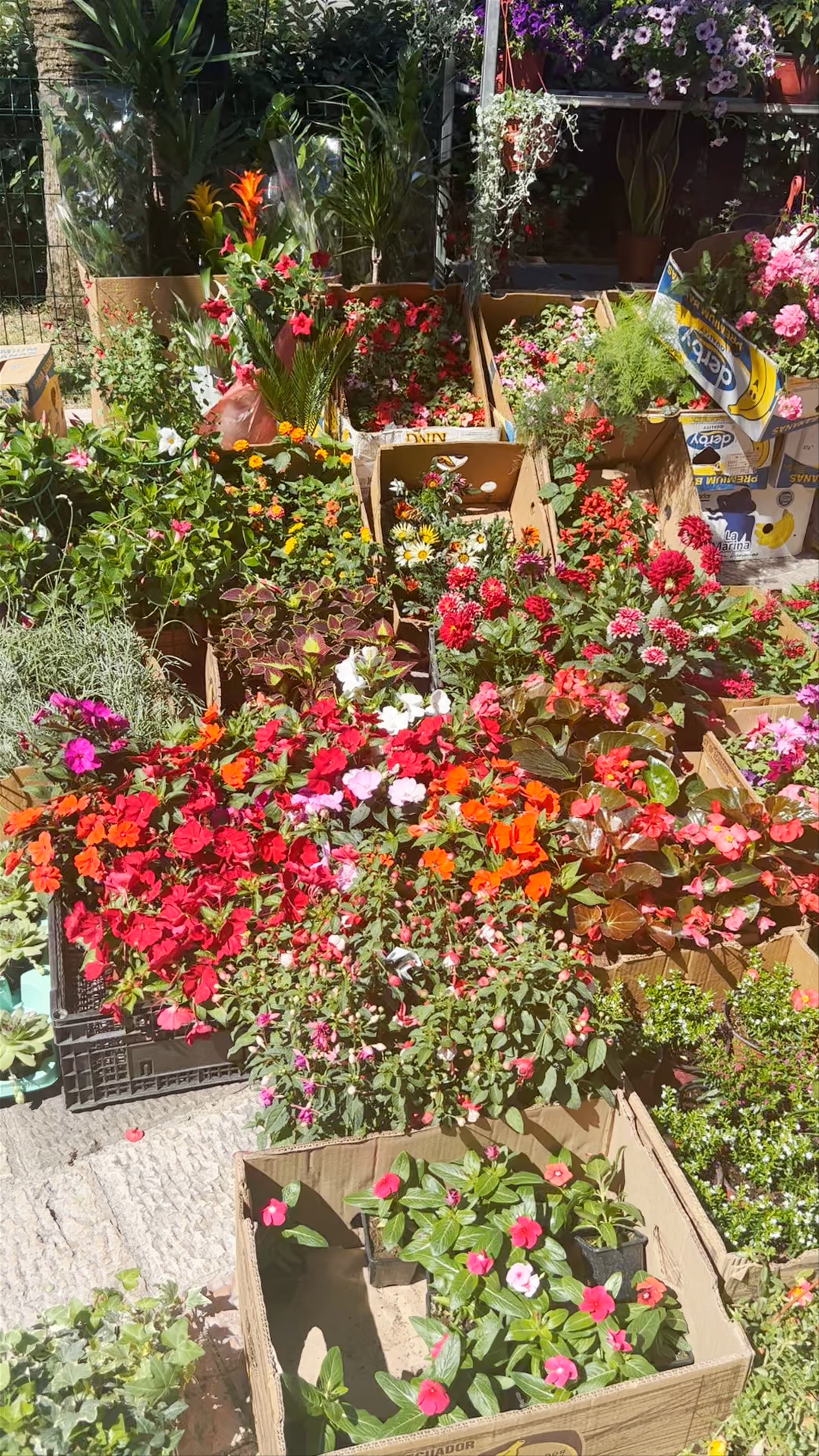 Kotor Food Market: A Blooming Local Treasure in Montenegro