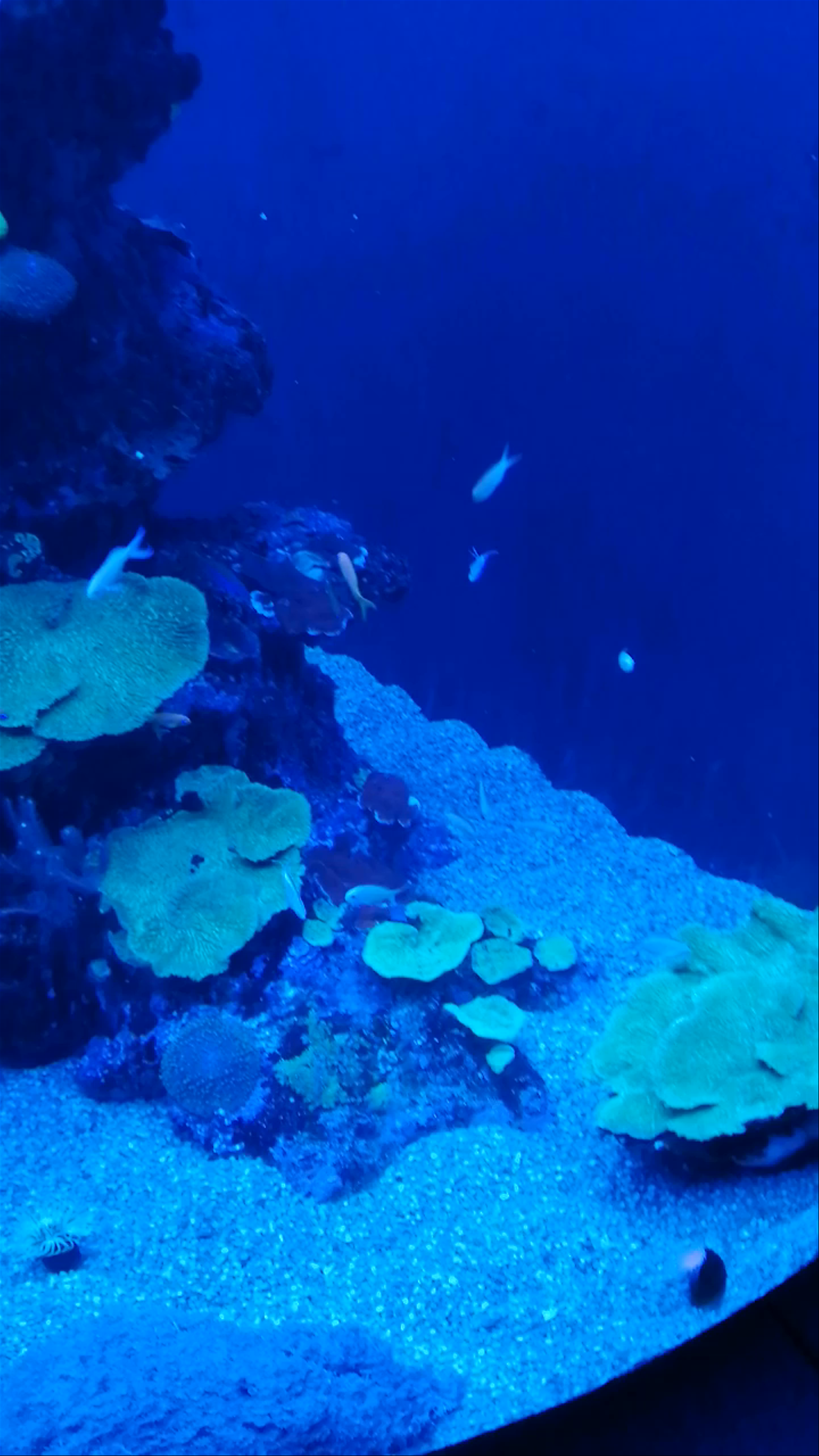 Underwater Wonders at Palma Aquarium