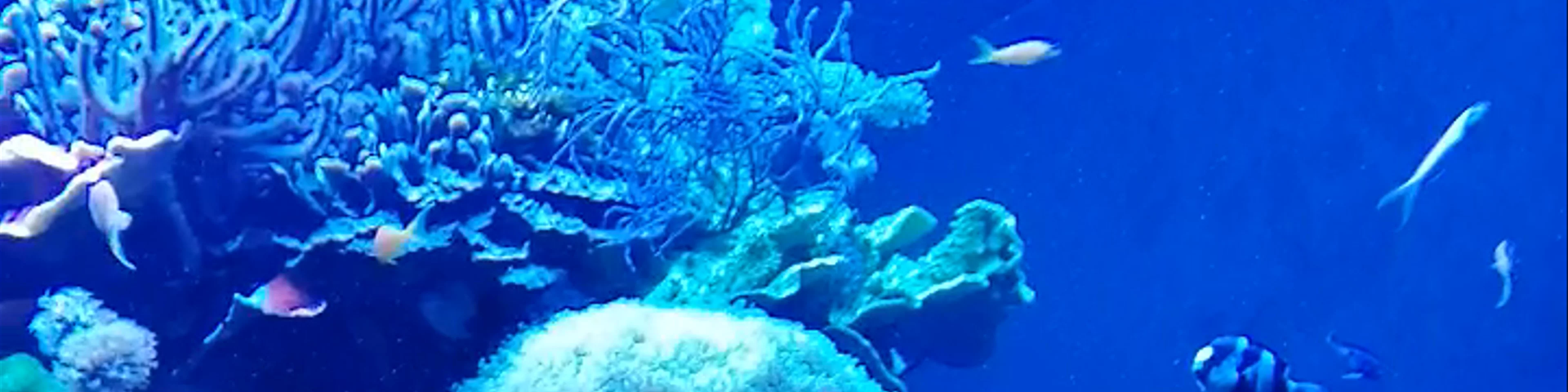 Palma Aquarium