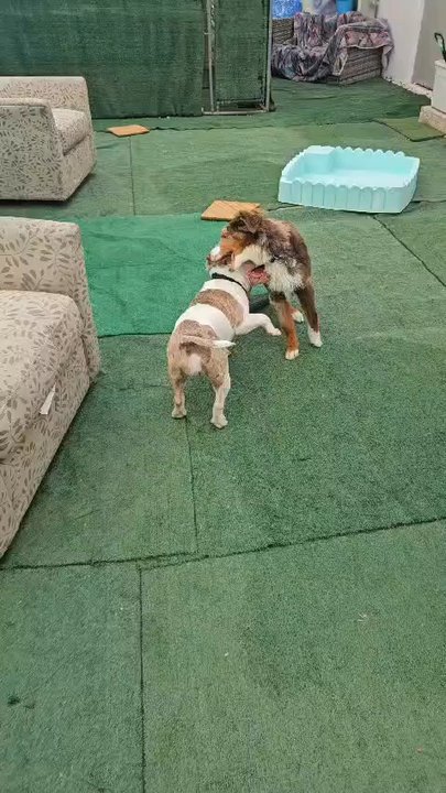 Pet Squire - Pet Boarding Near Me - Miami, Florida