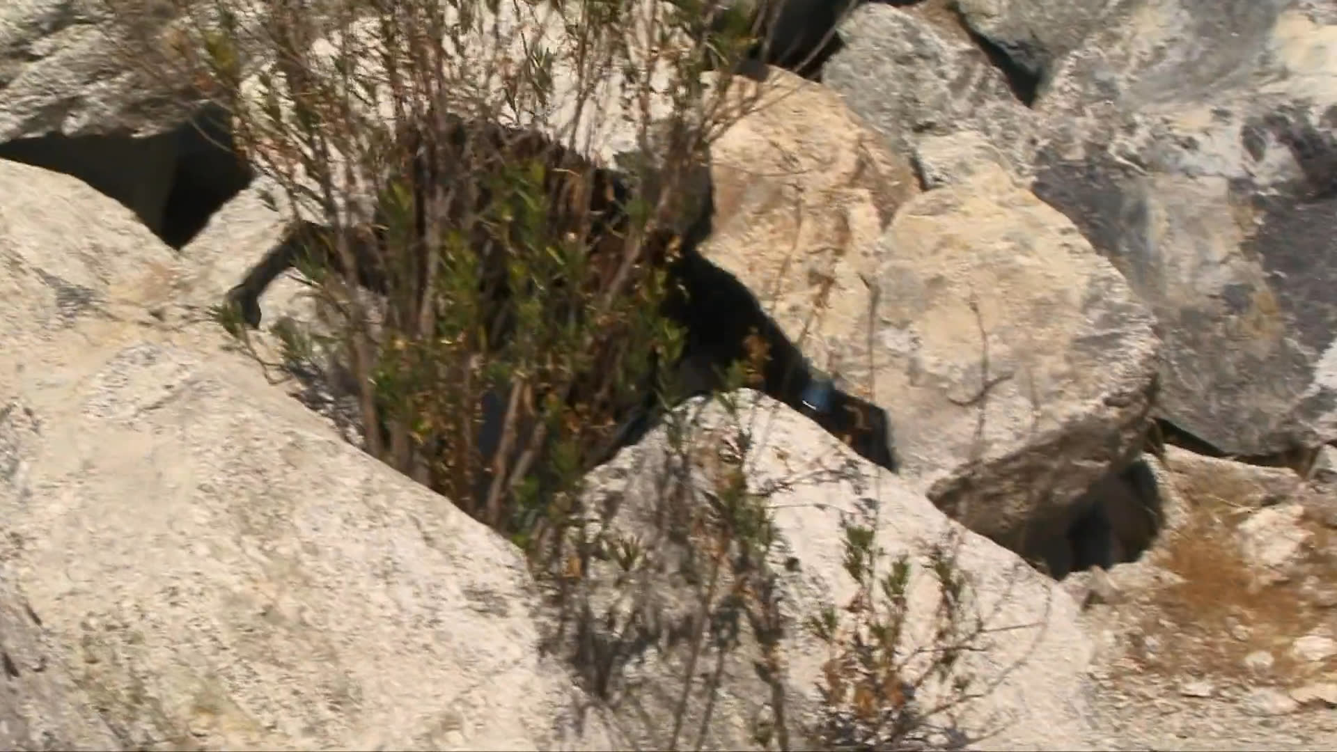 A black labrador retriever demonstrates agility and search skills by navigating a rubble pile and a simulated tunnel. A handler monitors the dog throughout the training exercise.