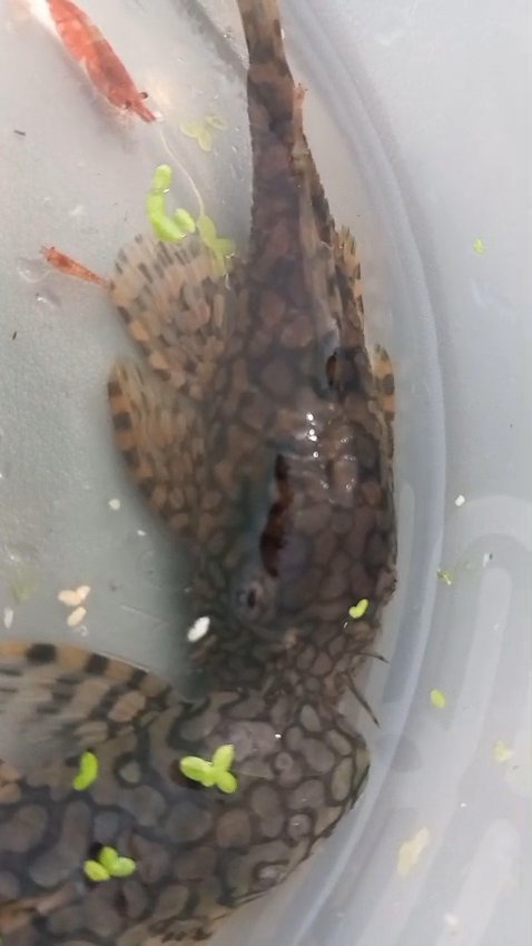 Gorgeous Female Wabenmuster Bristlenose