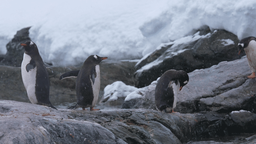 Gentoo Penguins animated gif