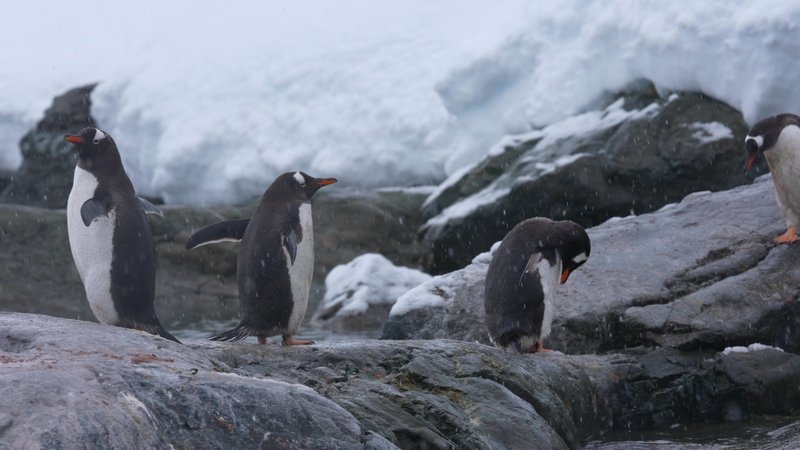 Gentoo Penguins poster
