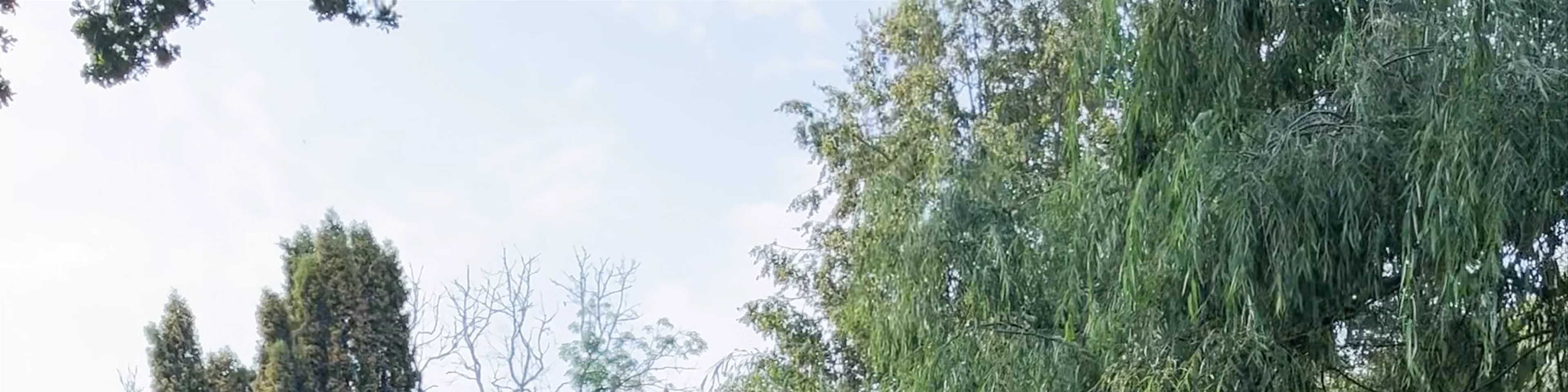 Kokneses parks