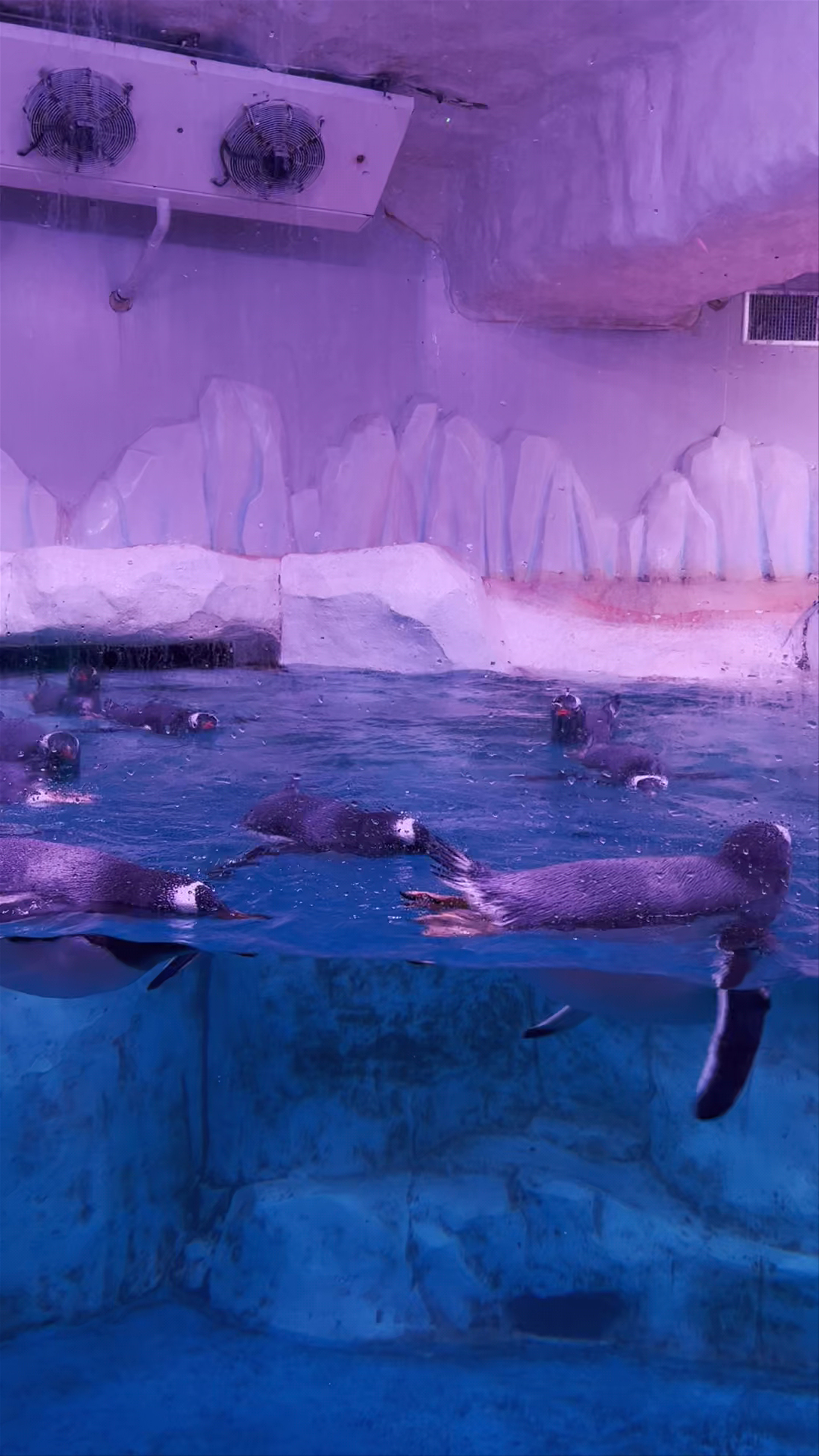 Magical Penguin Encounter at SEA LIFE Bangkok Ocean World