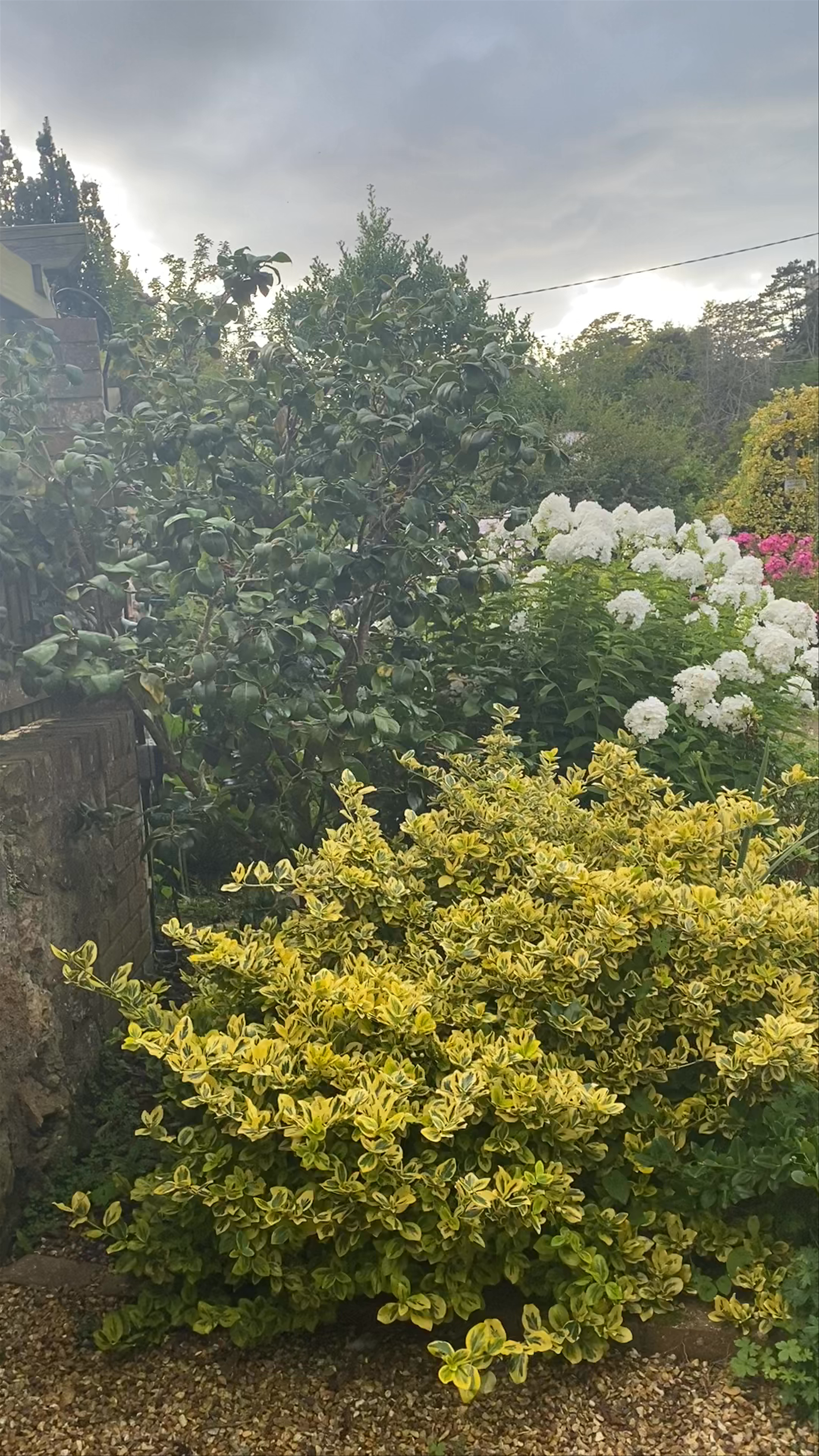The Old Smithy Gardens and Café Experience in Ventnor