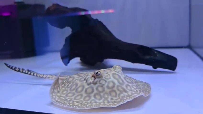 Pearl Stingray
